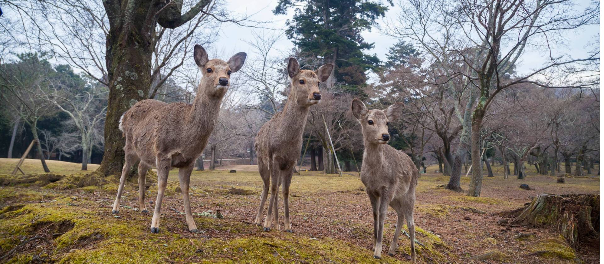 Deer on alert in Naha | Felipe Romero Beltran
