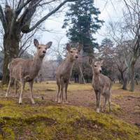 Deer on alert in Naha | Felipe Romero Beltran