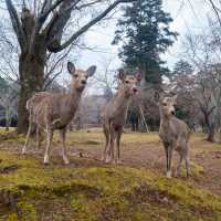Deer on alert in Naha | Felipe Romero Beltran