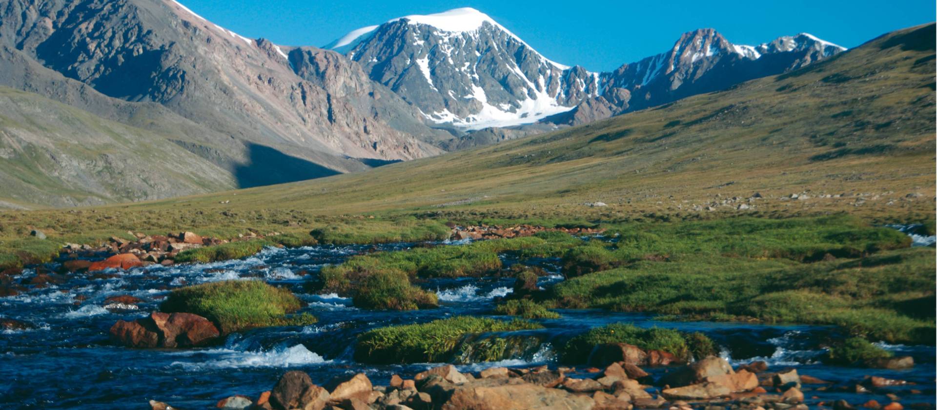 A lush alpine meadow high in the Harhiraa mountains of Mongolia | Tim Cope