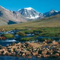 A lush alpine meadow high in the Harhiraa mountains of Mongolia | Tim Cope