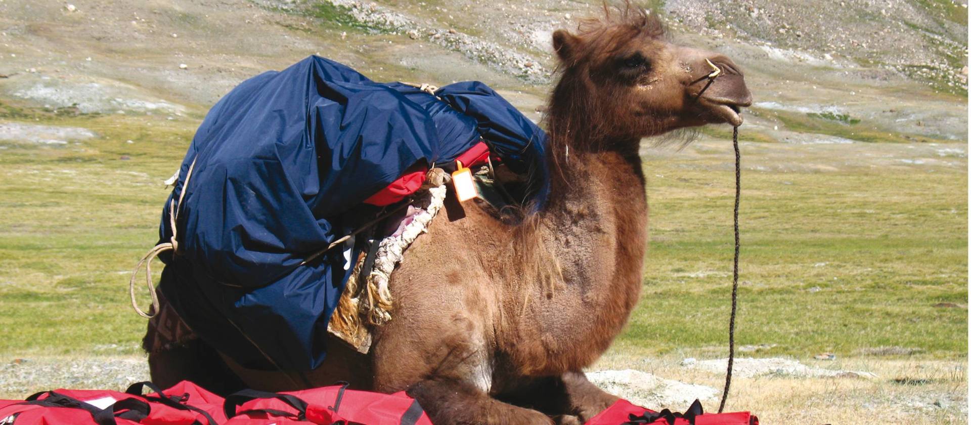 A Camel being used for transport in Altai Tavan Bogd National Park, Mongolia | Alan and Julie Marshall