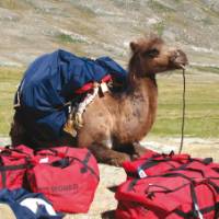 A Camel being used for transport in Altai Tavan Bogd National Park, Mongolia | Alan and Julie Marshall
