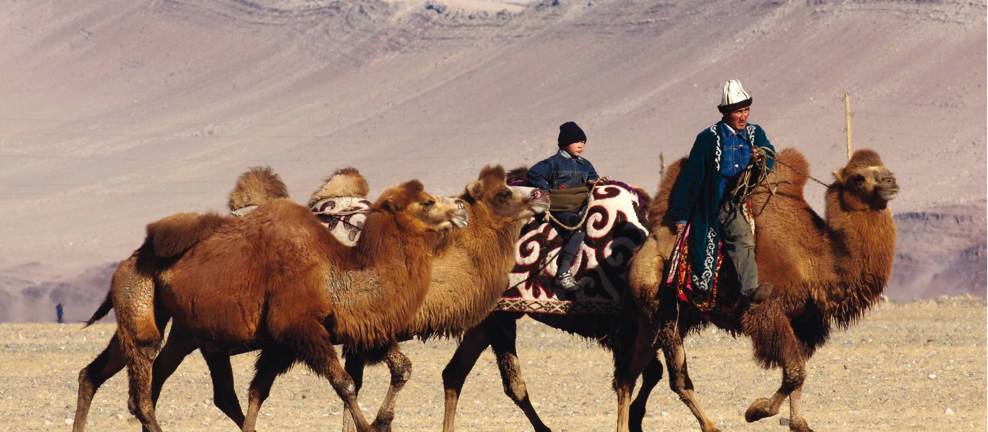 A traditional Mongolian camel herder | Campbell Bridge
