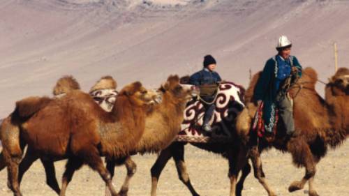 A traditional Mongolian camel herder | Campbell Bridge