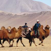A traditional Mongolian camel herder | Campbell Bridge