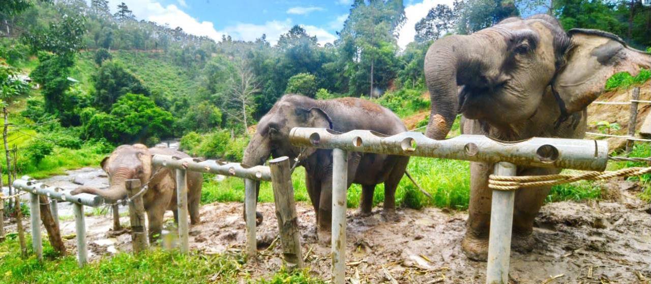Elephants enjoying snacks from the feeding tubes