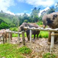 Elephants enjoying snacks from the feeding tubes