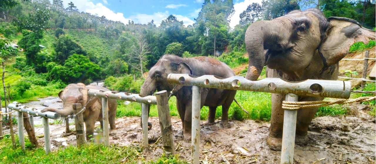 Elephants enjoying snacks from the feeding tubes