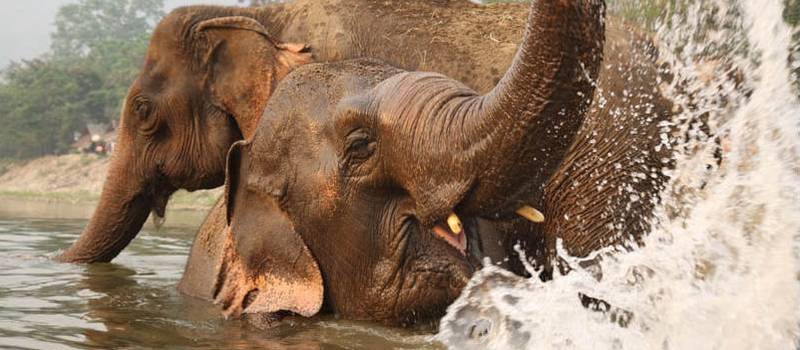 Elephants at the Elephant Nature Park Thailand