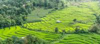 Rice-terraces in Thailand's north
