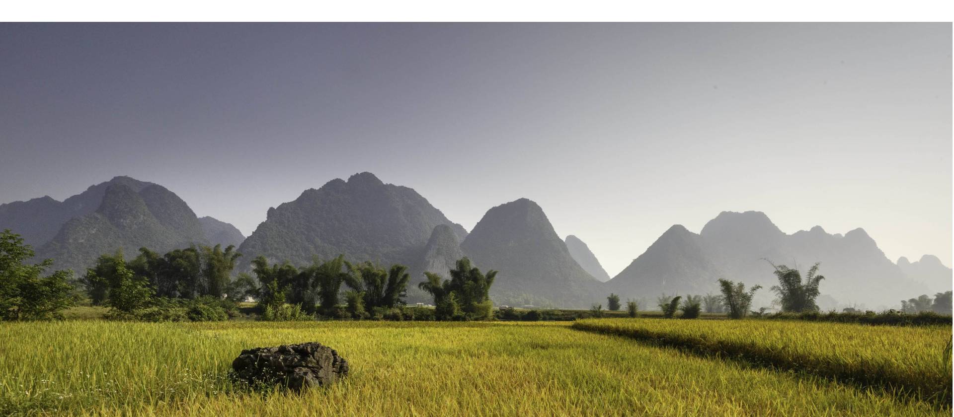 Rice fields of Northern Vietnam.