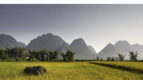 Rice fields of Northern Vietnam.