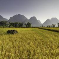 Rice fields of Northern Vietnam.