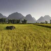 Rice fields of Northern Vietnam.