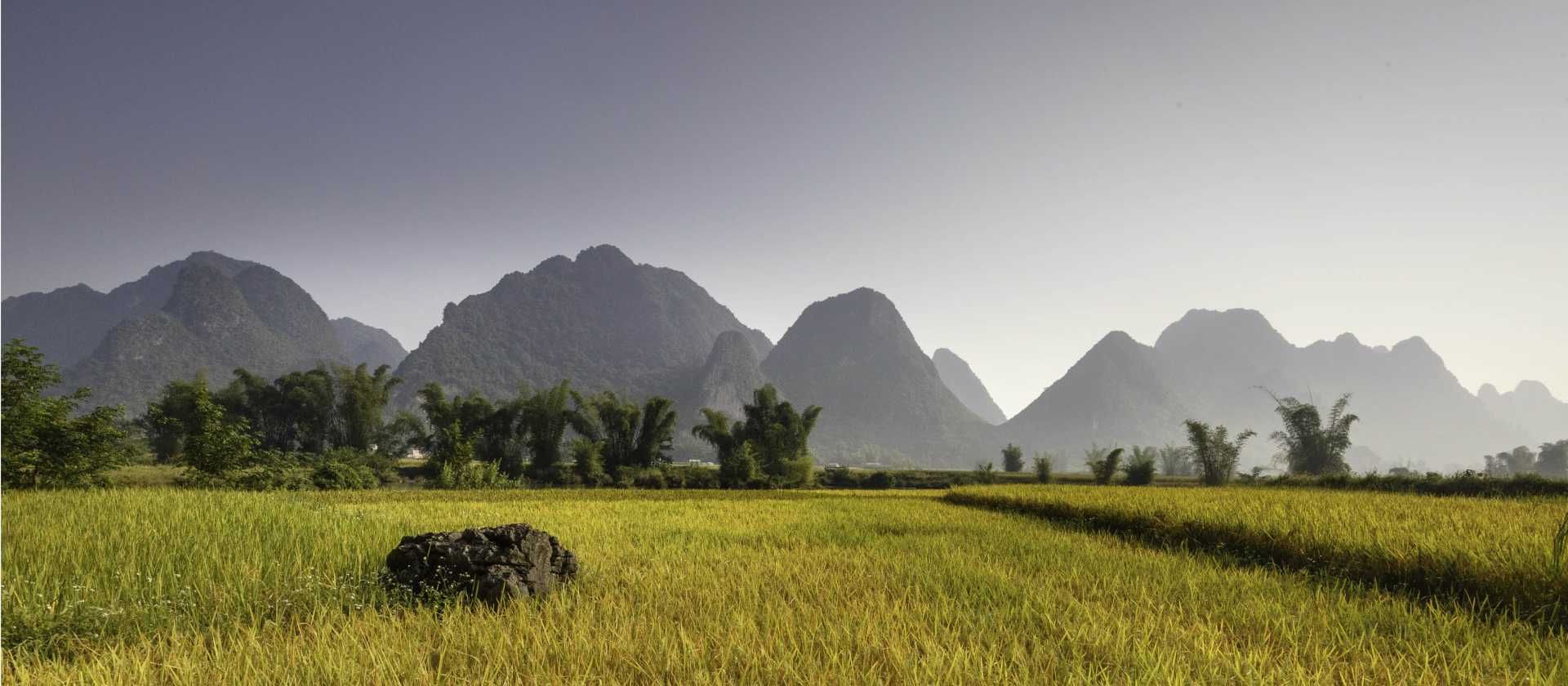 Rice fields of Northern Vietnam.