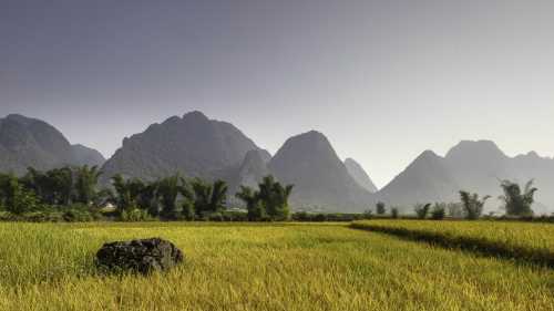 Rice fields of Northern Vietnam.