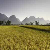 Rice fields of Northern Vietnam.