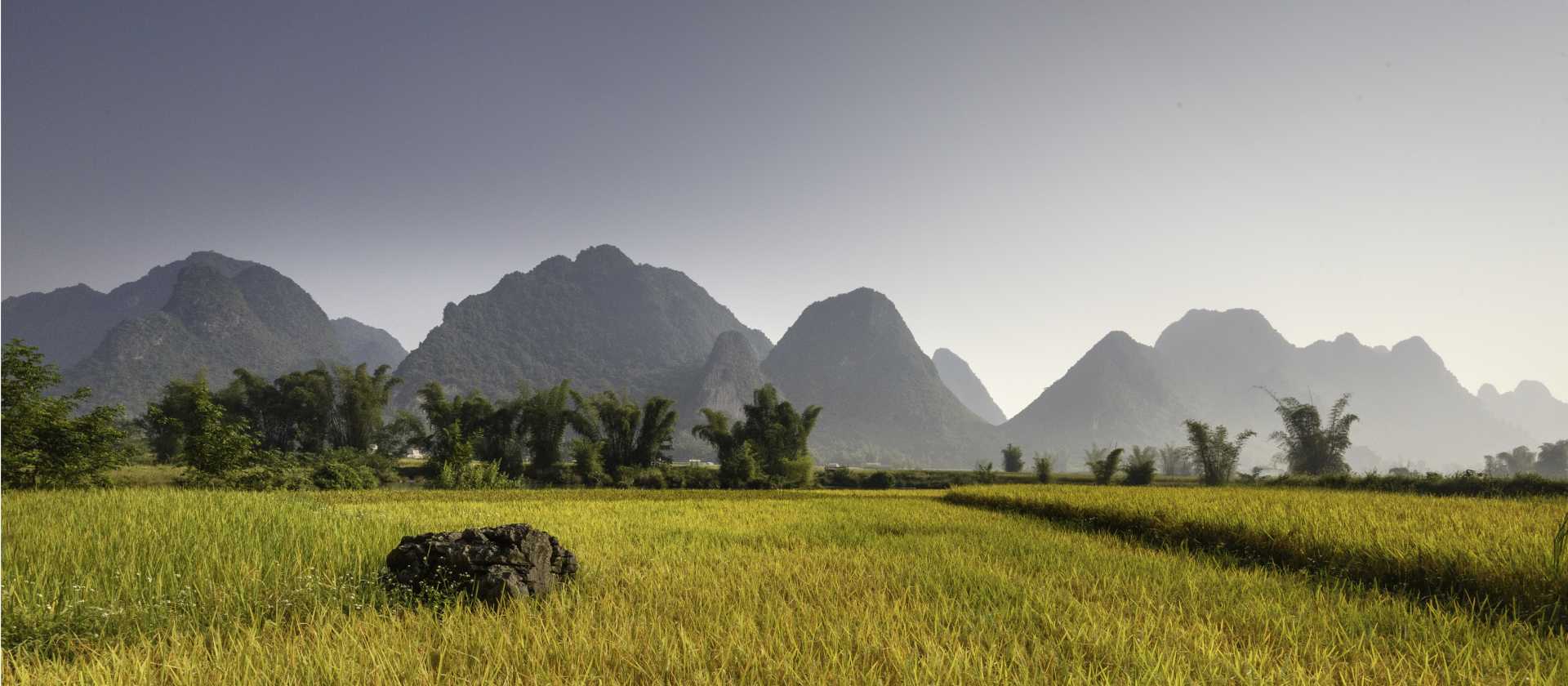 Rice fields of Northern Vietnam.