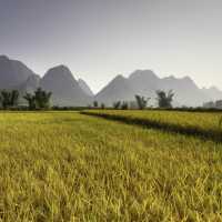 Rice fields of Northern Vietnam.