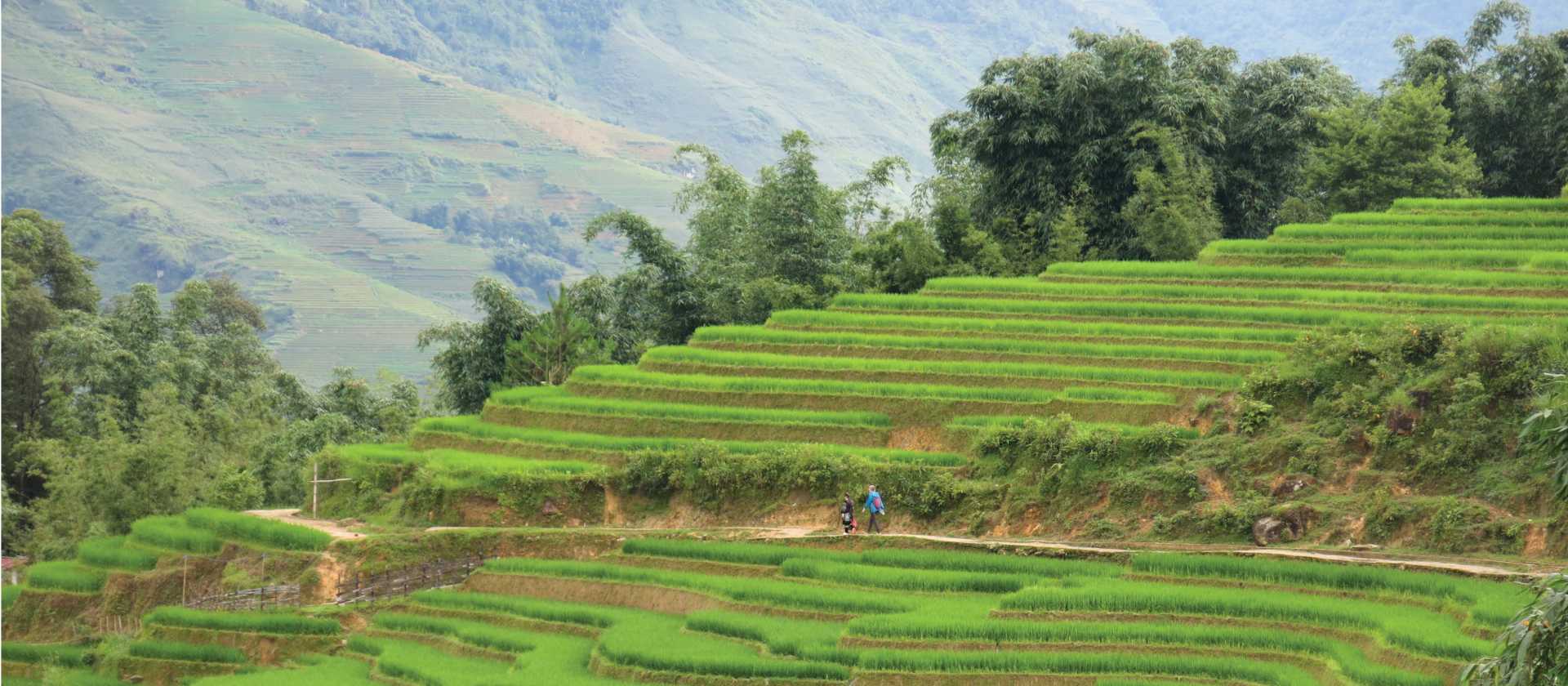 Walking trails carved within the rice fields of Sapa | Sarah Hunt