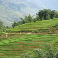 Walking trails carved within the rice fields of Sapa | Sarah Hunt