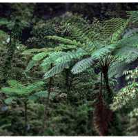 Trekking in the Fijian Highlands
