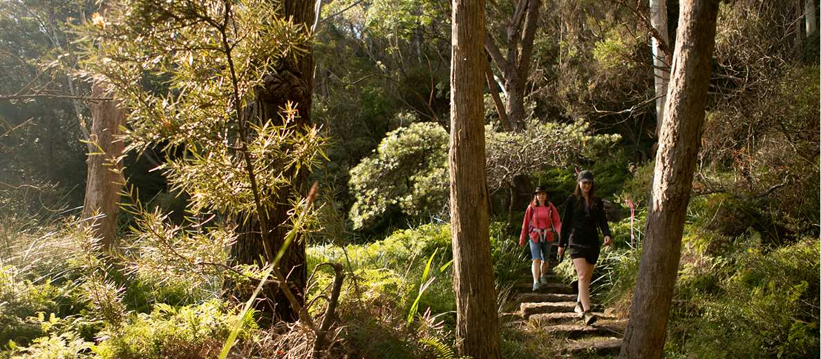 Immerse yourself in the beauty on the Grand Cliff Top Walk | Jannice Banks