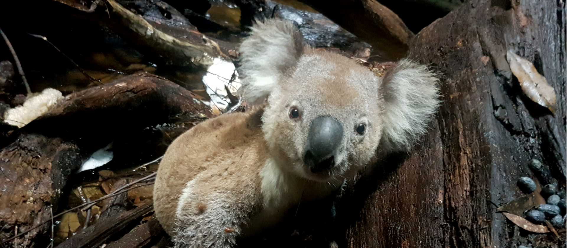 Up close with wildlife in the Blue Mountains | Dylan Jones