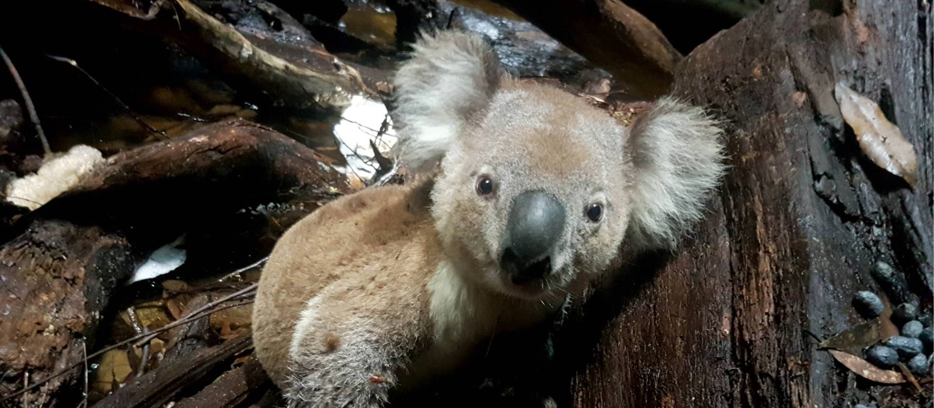 Up close with wildlife in the Blue Mountains | Dylan Jones