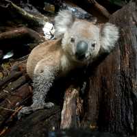 Up close with wildlife in the Blue Mountains | Dylan Jones