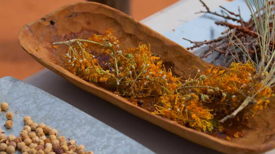 Guides showcasing bush foods during an Indigenous cultural experience |  Tourism NT/Chris Tangey