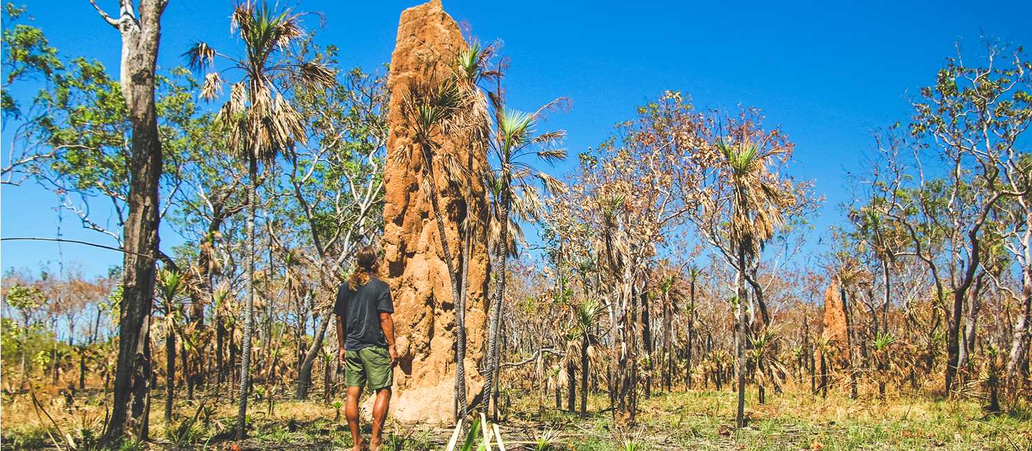 Nature's sky scrapers | Tourism NT/Dan Moore