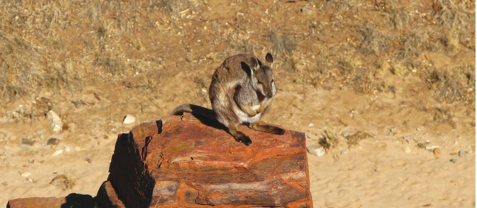 native fauna on the Larapinta Trail | Peter Walton