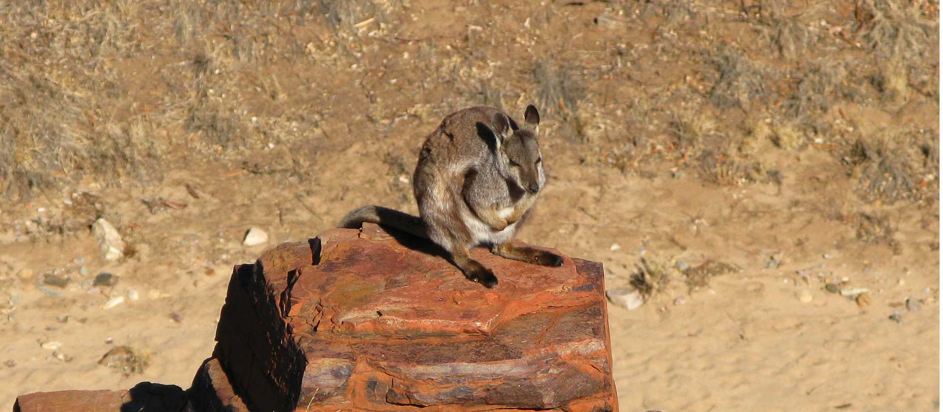 Native fauna on the Larapinta Trail | Peter Walton