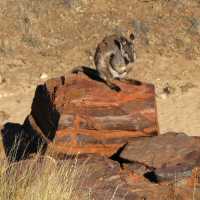 Native fauna on the Larapinta Trail | Peter Walton