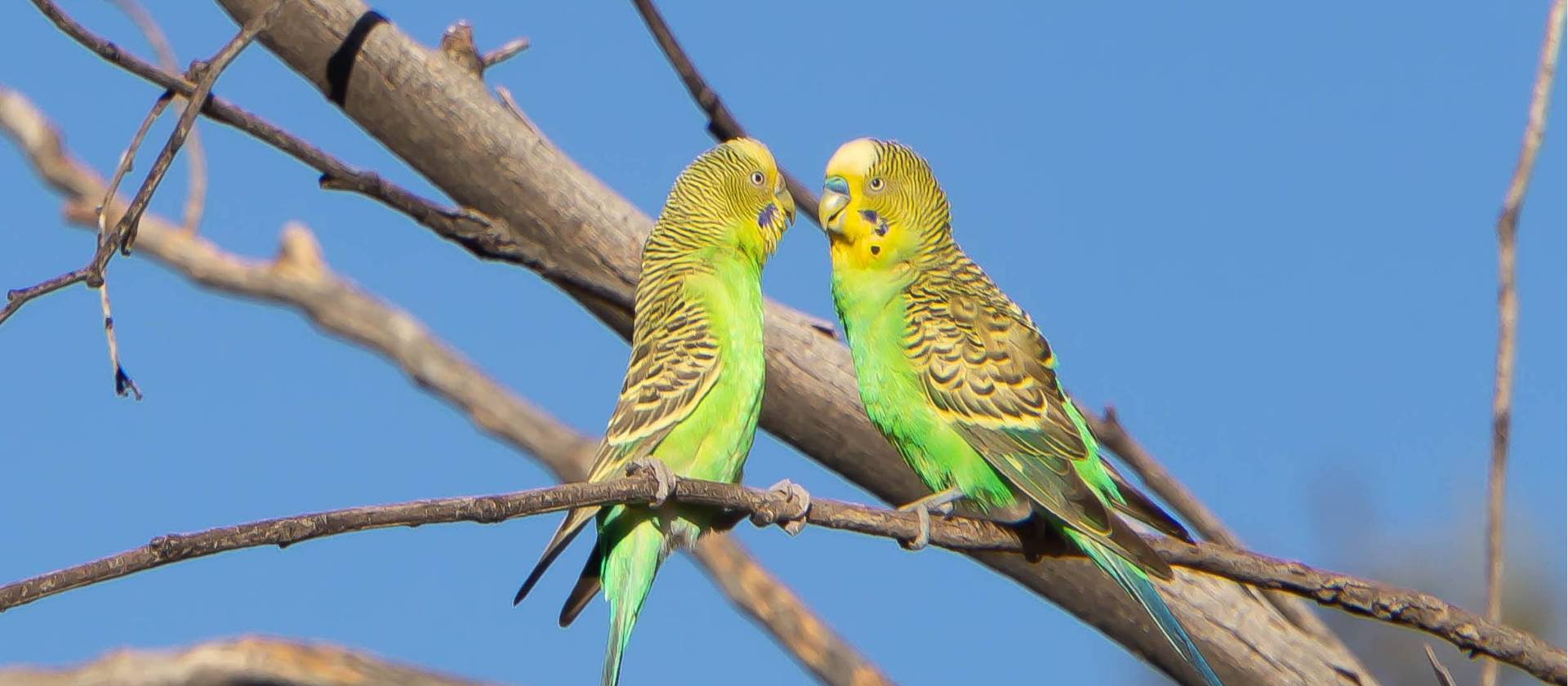 Larapinta Trail, NT Duke of Edinburgh Adventurous Journey