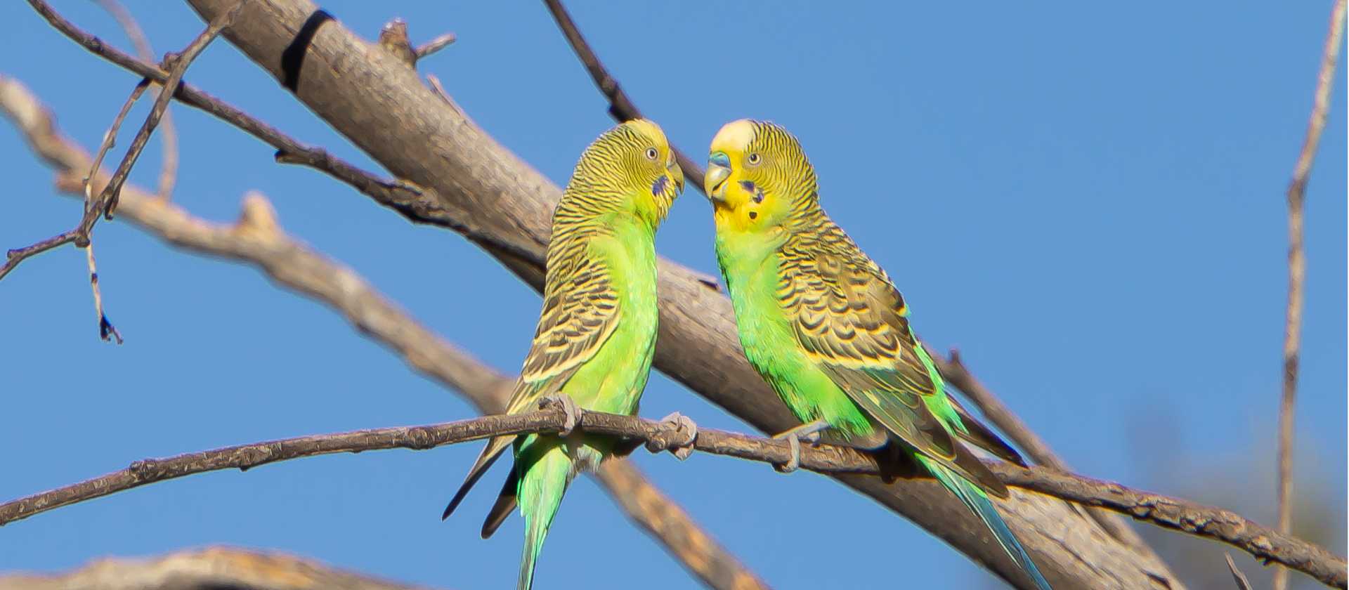 The Larapinta Trail is an exciting destination for bird watchers | David Coorey