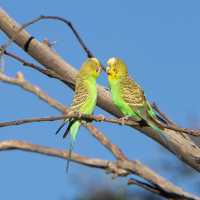 The Larapinta Trail is an exciting destination for bird watchers | David Coorey