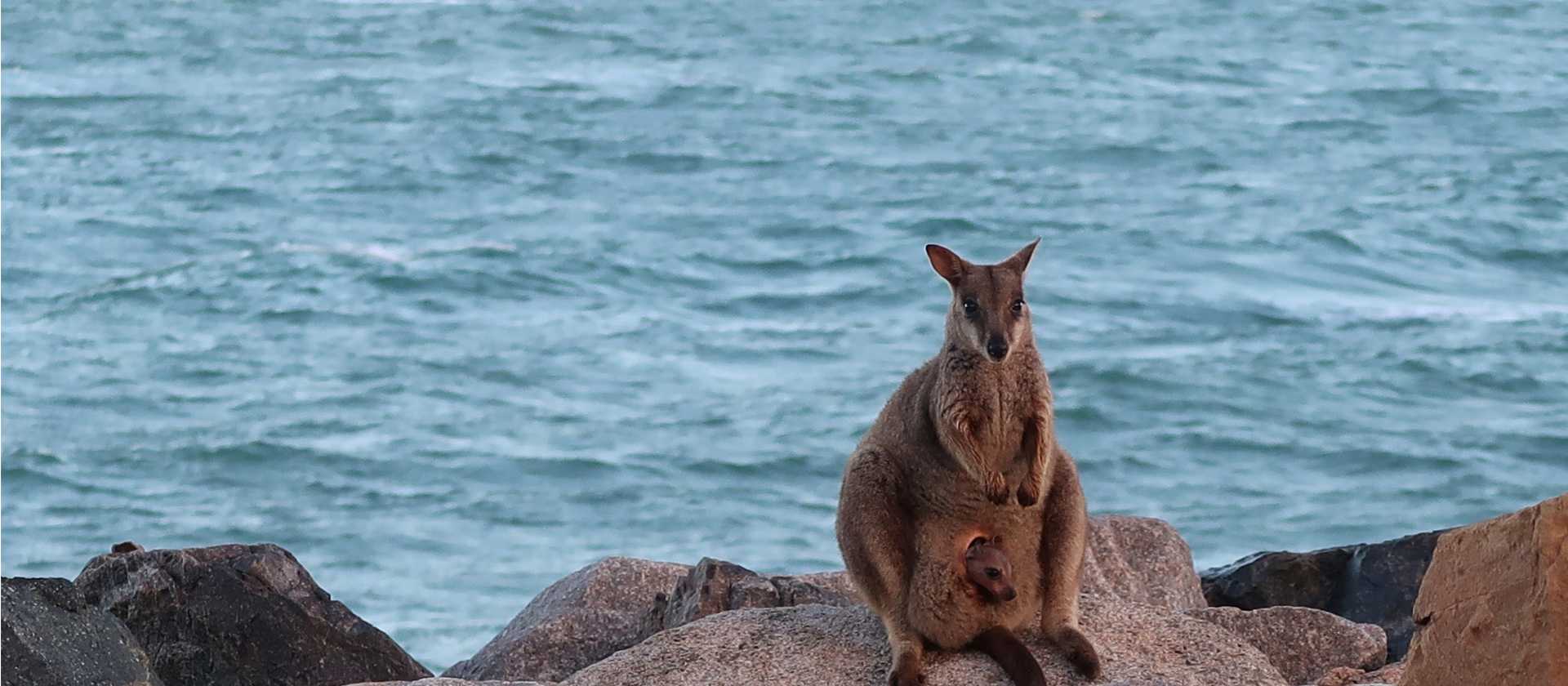 Cute rock wallabies on Magnetic Island | Erin Wileman