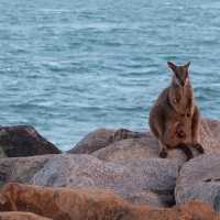 Cute rock wallabies on Magnetic Island | Erin Wileman