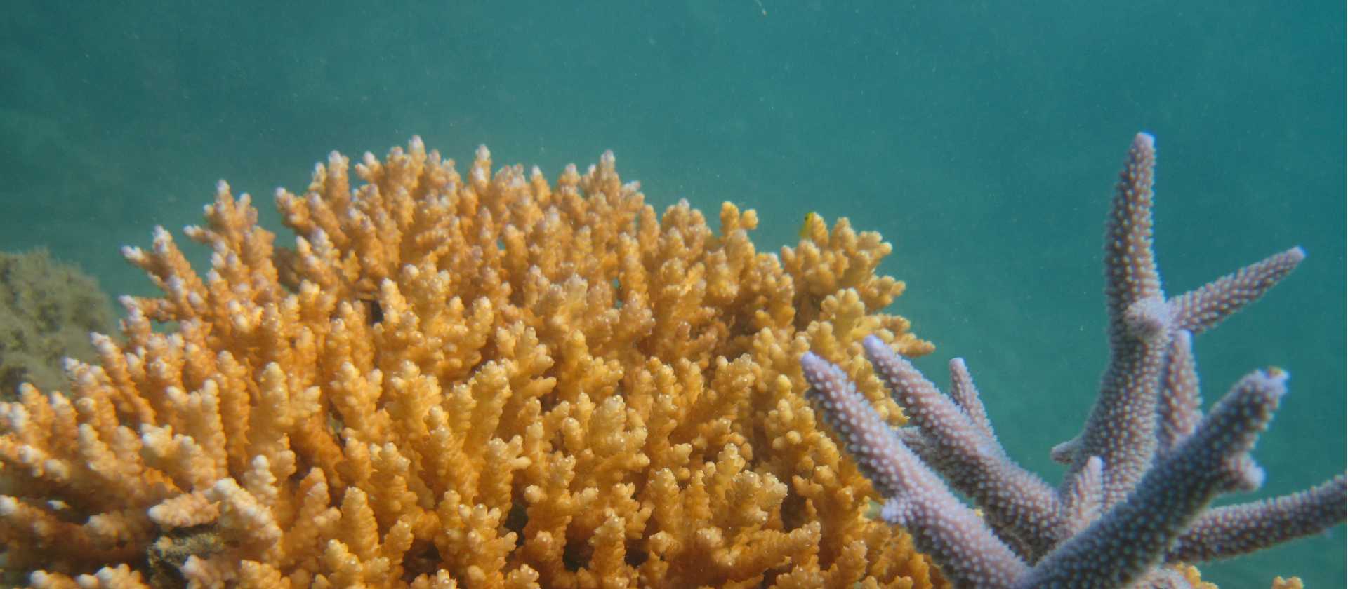 Thriving coral lives just under the surface of the crystal clear waters | Ben Southall