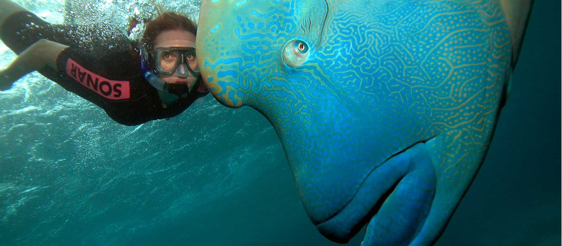 The Great Barrier Reef where the Maori Wrasse are huge | Natasha Worm