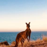 Kangaroo | Di Westaway