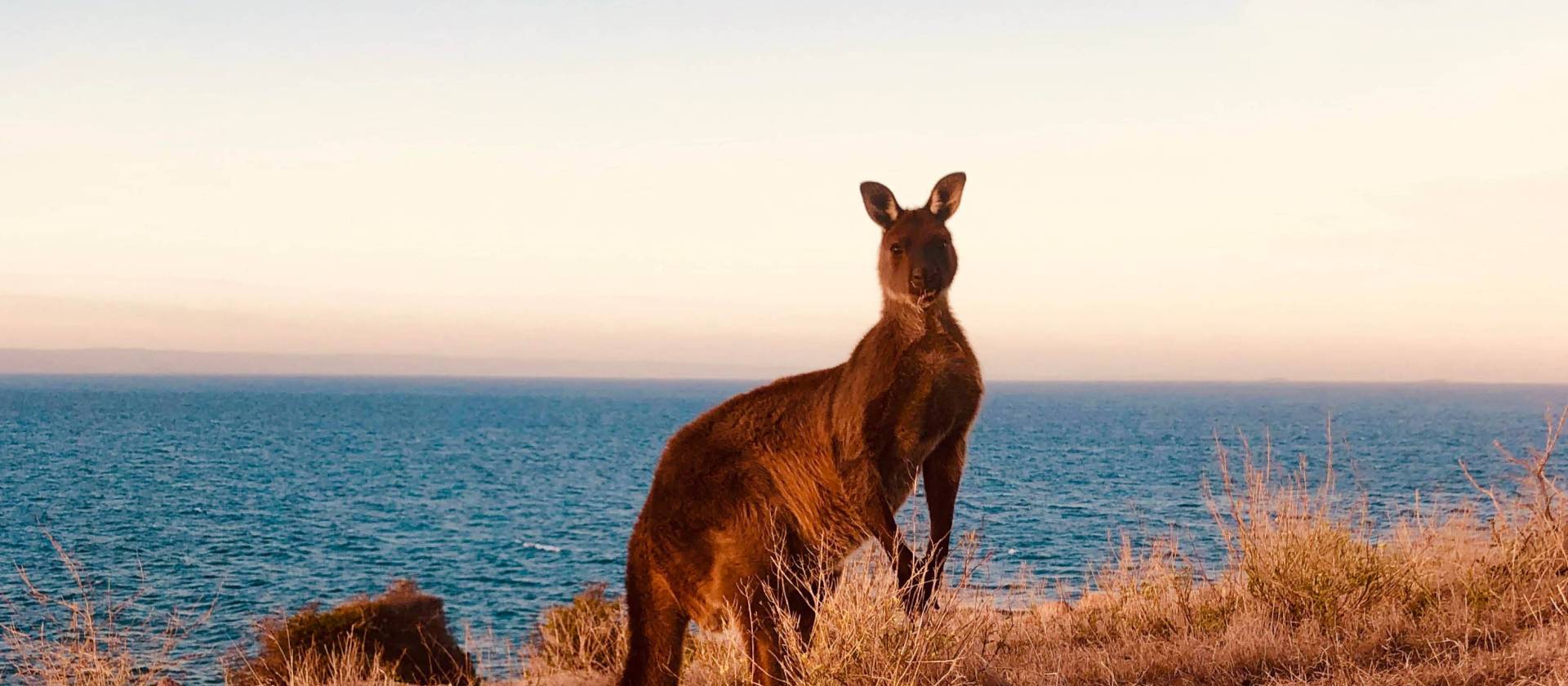 Kangaroo | Di Westaway