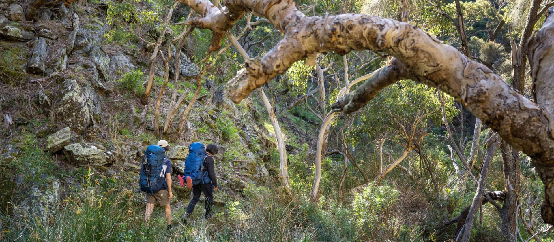 Wild South Coast Way | Heidi Lewis