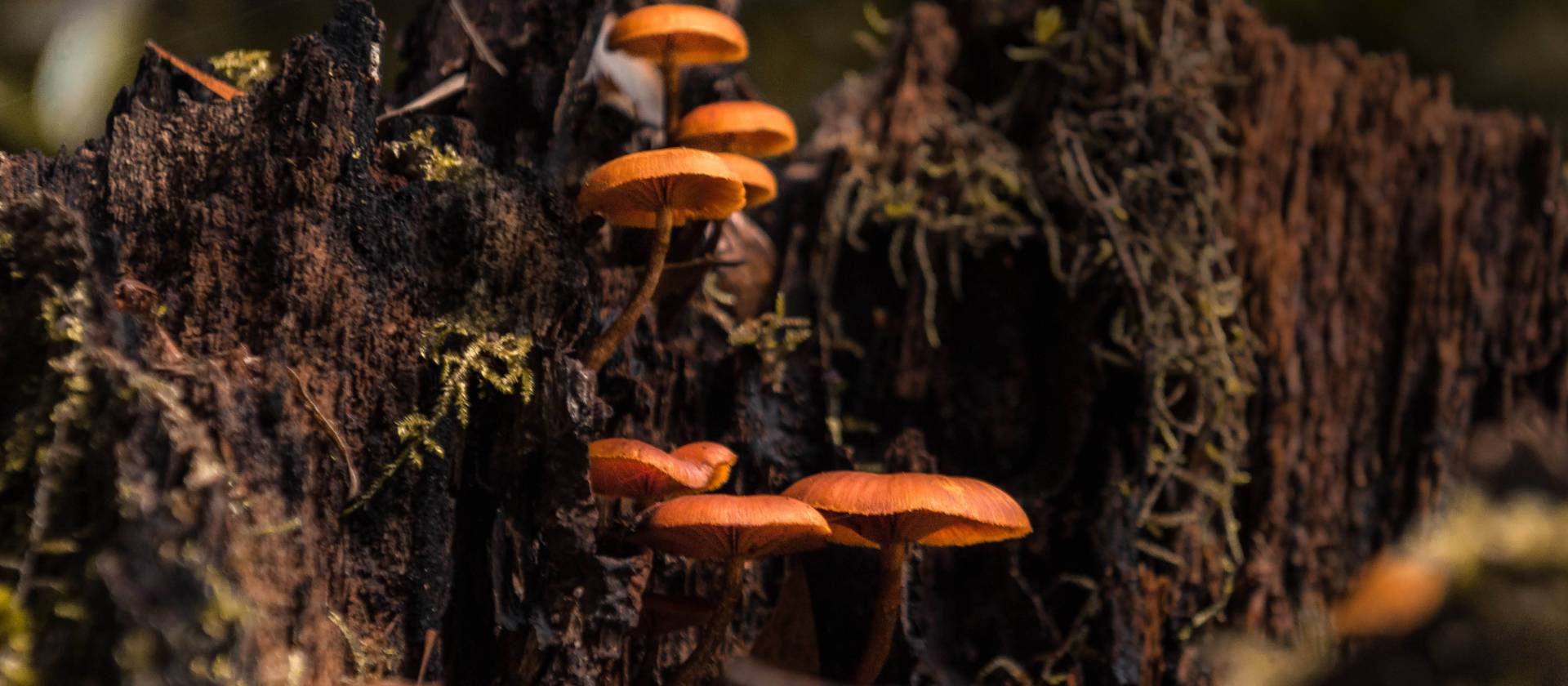 Fungi in Takayna / Tarkine | Jess Bonde