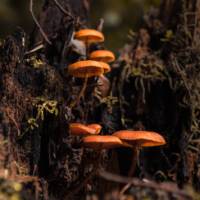 Fungi in Takayna / Tarkine | Jess Bonde