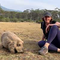 Getting up close to the natives on Maria Island | Toni Wythes