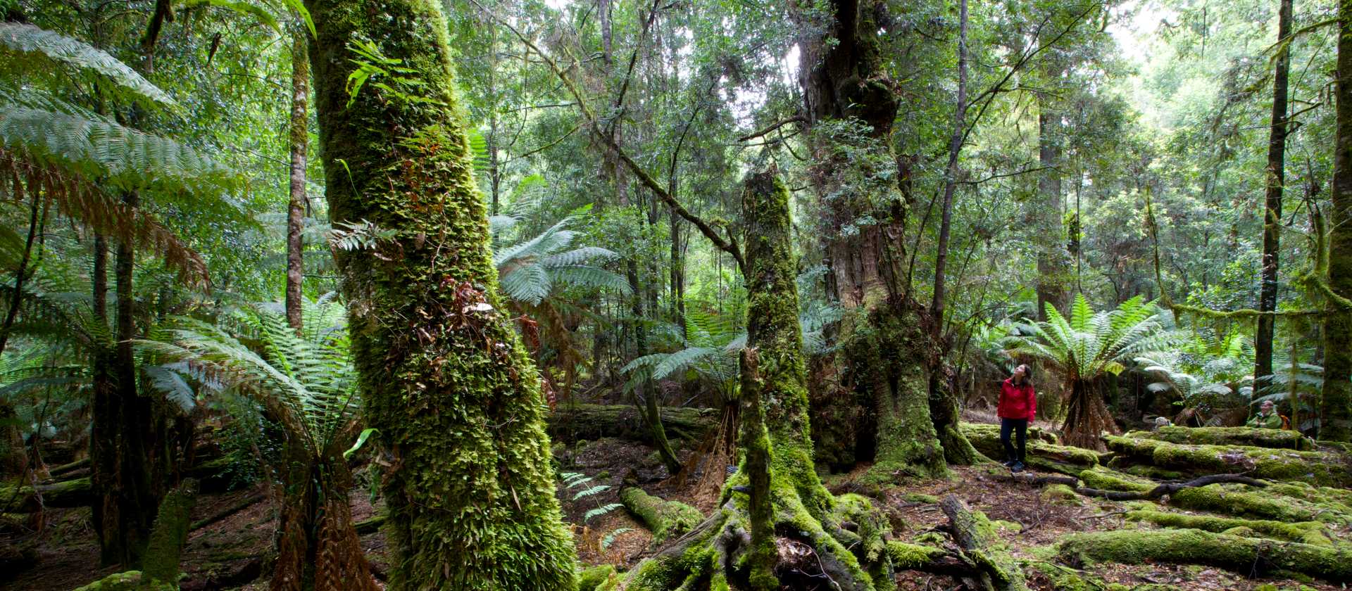 Explore the enchanting and changing moods of the ancient Tarkine Rainforest | Pete Harmsen